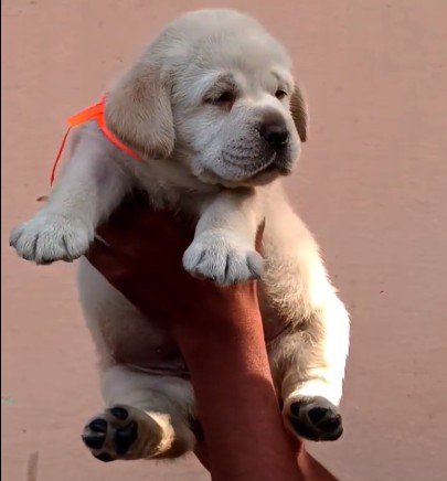 Purchase KCI Registered Labrador Retriever  Puppy from Ahmedabad